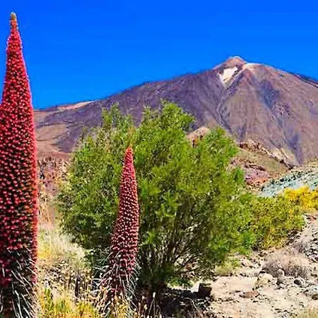 Buena Vibra Tenerife Sur * Playa de las Américas